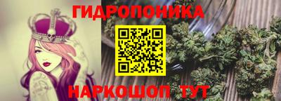 шишки Кингисепп